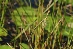 Eleocharis dulcis