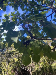 Cheirodendron platyphyllum