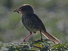 Prinia hypoxantha