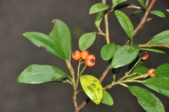 Cotoneaster glaucophyllus