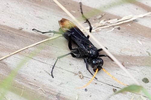 Eastern Tawny-horned Spider Wasp photo 2