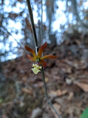 Prosthechea michuacana