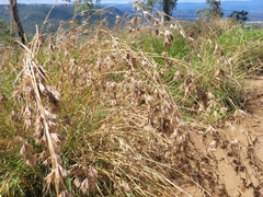 Themeda quadrivalvis