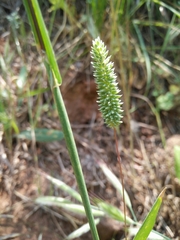 Phleum subulatum