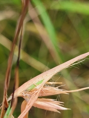 Themeda quadrivalvis