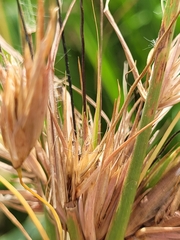 Themeda quadrivalvis