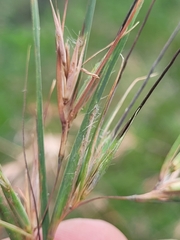Themeda quadrivalvis