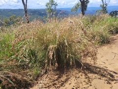 Themeda quadrivalvis