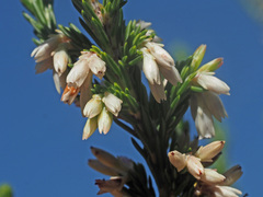 Erica caffrorum