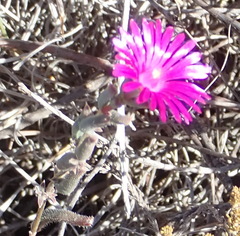 Delosperma neethlingiae