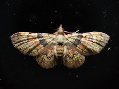 Gymnoscelis derogata