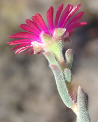 Delosperma neethlingiae