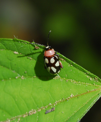 Omophoita simulans
