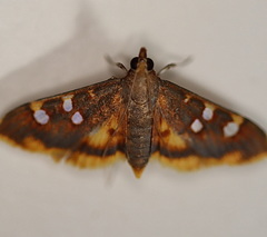 Prophantis