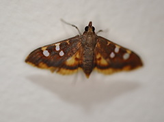 Prophantis