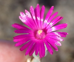 Delosperma neethlingiae