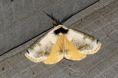 Hypsiforma lambertoni