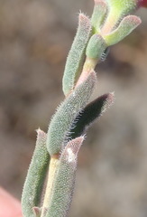 Delosperma neethlingiae