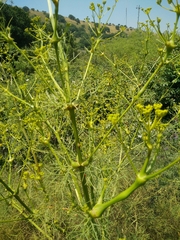 Bilacunaria boissieri