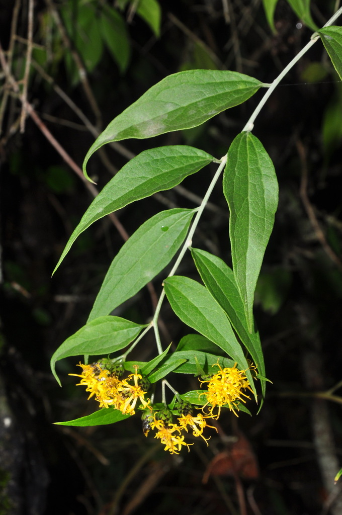 Distephanus henryi