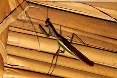 Tarachomantis