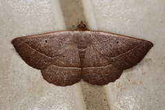 Nadagara xylotrema