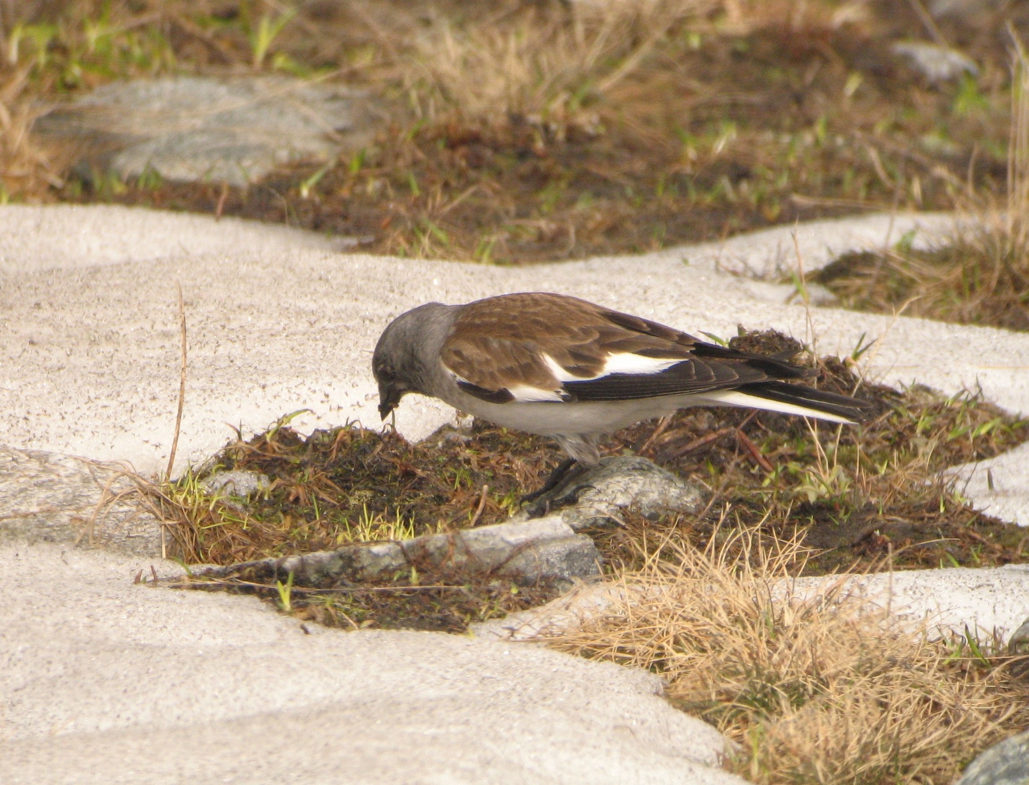 White-winged Snowfinch
