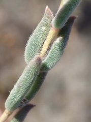Delosperma neethlingiae