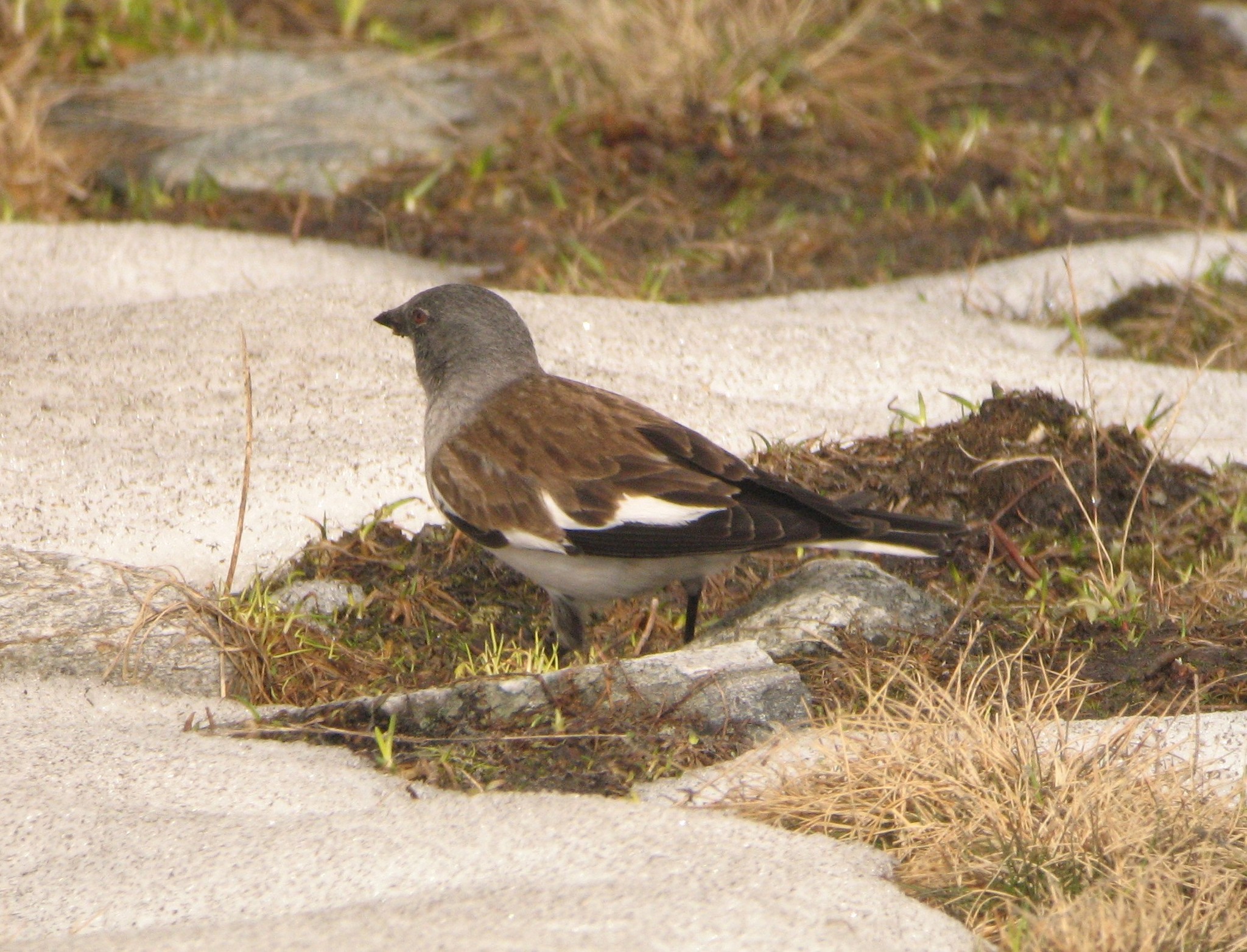 White-winged Snowfinch
