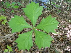 Rodgersia podophylla