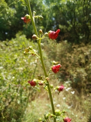 Scrophularia rubricaulis