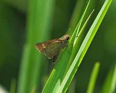 Parnara amalia