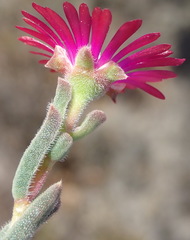 Delosperma neethlingiae