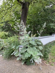 Macleaya