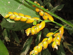 Stromanthe stromanthoides