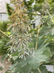 Macleaya