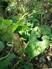 Aristolochia paecilantha