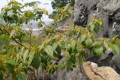 Croton crassifolius