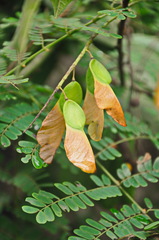 Pterolobium punctatum