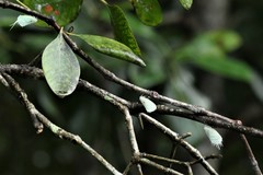 Poeciloflata combinata