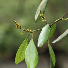 Avicennia