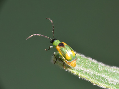 Diabrotica scutellata