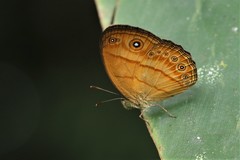 Mycalesis anapita