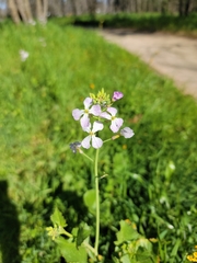Raphanus sativus