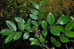 Zanthoxylum avicennae