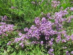 Thymus sibiricus