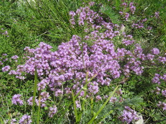 Thymus sibiricus