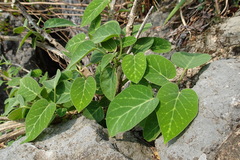 Marsdenia cavaleriei