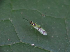 Paraproba fasciolata