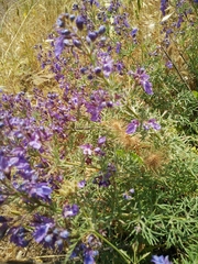 Teucrium orientale